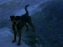 PeRRos tEniendo Sexo