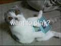 funny animals