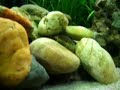 Aqarium Juwel rio 180