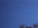 Huge Flock of Sandhill Cranes Part 1 Huge Flock of Sandhill Cranes Part 1