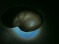 Ufo Kiwi