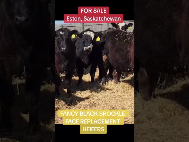 Fancy Black Brockle Face Replacement Heifers in Livestock in Moose Jaw
