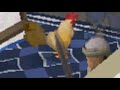Chicken Owned!