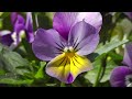 Testbilder Panasonic SD99