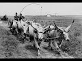 Hungarian plain Hungarian plain