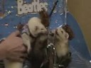 A Ferret Christmas Performance