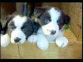 SkyCast.com -- Cute Puppies SkyCast.com -- Cute Puppies