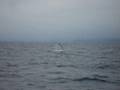 videos de Observación de Ballenas