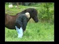 Hester med Problemer Hester med Problemer
