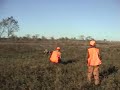 pheasant hunt with a Weimaraner pheasant hunt with a Weimaraner