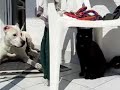 Argentino Dogo fight with cat