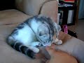 sachi - scottish fold kitten