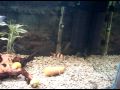 new clown loach in me tank, keep it carlow