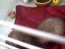 mon furet