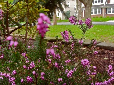 how to plant heather