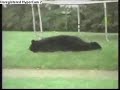 trapoline accidents