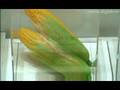 Sharp's Plant Paint :DigInfo