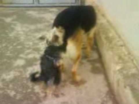 zootube - Es la historia de amor entre Kiko y Simba. Un amor no correspondido...