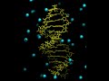 Dynamics of a DNA-fragement