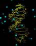 Dynamics of a DNA-fragement