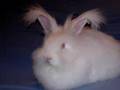 Princess Cassia