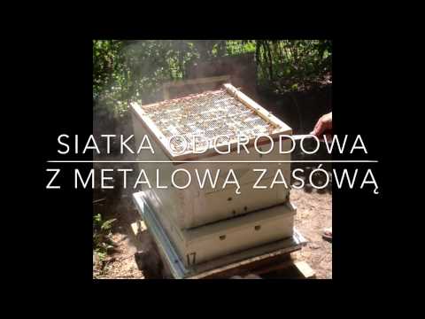 how to harvest royal jelly from bees