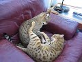 Bengal Cats Wrestling - Hazel and Rudy