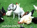 ultra-kawaii-interspecies-friendship.html