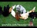 PitBull and Chicks ( 1 Year Later! ) HAPPY BiRTHDAY!