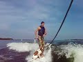 Piper the surfing dog
