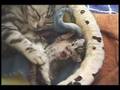 みうママと子猫たち。産まれて12日目。【Cute kittens】
