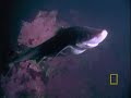 shark vs  octopus
