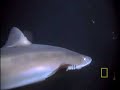 Shark vs. Octopus Shark vs. Octopus
