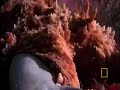 shark vs  octopus