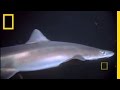 Shark vs. Octopus