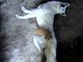 videos de perro y gato amigos inseparables