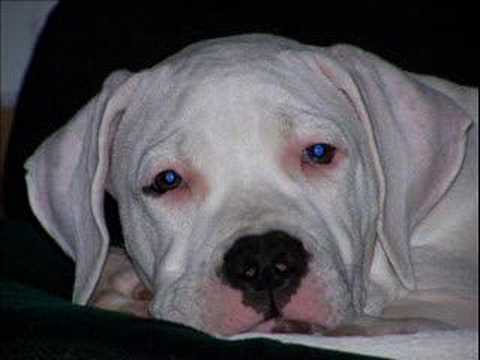 dog argentin