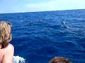 Maui Dolphins