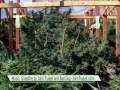 THCF Medicinal Cannabis Gardens - Grassfire by John Trudell