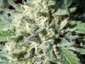 THCF Medicinal Cannabis Gardens - Grassfire by John Trudell