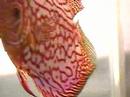 Desova discu pigeon blood blue Desova discu pigeon blood blue