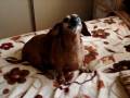 Nike, My Singing Dachshund