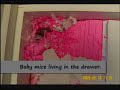 Neglect in Forrest City, Arkansas Animal Shelter