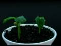 Evolución de los Organismos Vegetales y Edificios Ronchamp