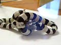 snake eating a mouse 2