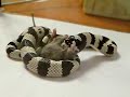 snake eating a mouse 2