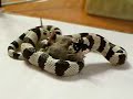 snake eating a mouse 2