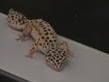 New angle on gecko research