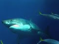 Cage Diving - Great White Sharks Cage Diving - Great White Sharks