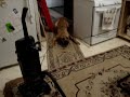 Fila Brasileiro
